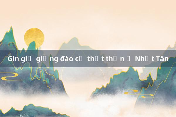 Gìn giữ giống đào cổ thất thốn ở Nhật Tân