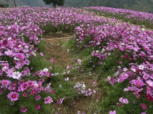 Chủ vườn ở Sơn La buồn vì khách sống ảo đạp nát hoa: Biển cấm không ăn thua